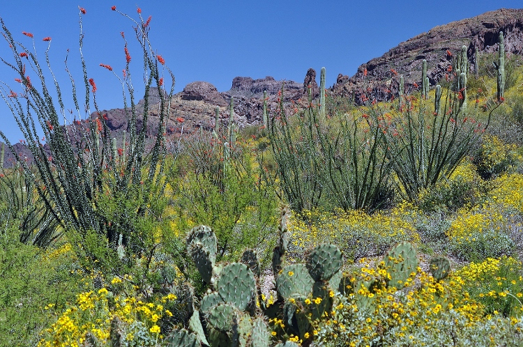 superbloom cacti